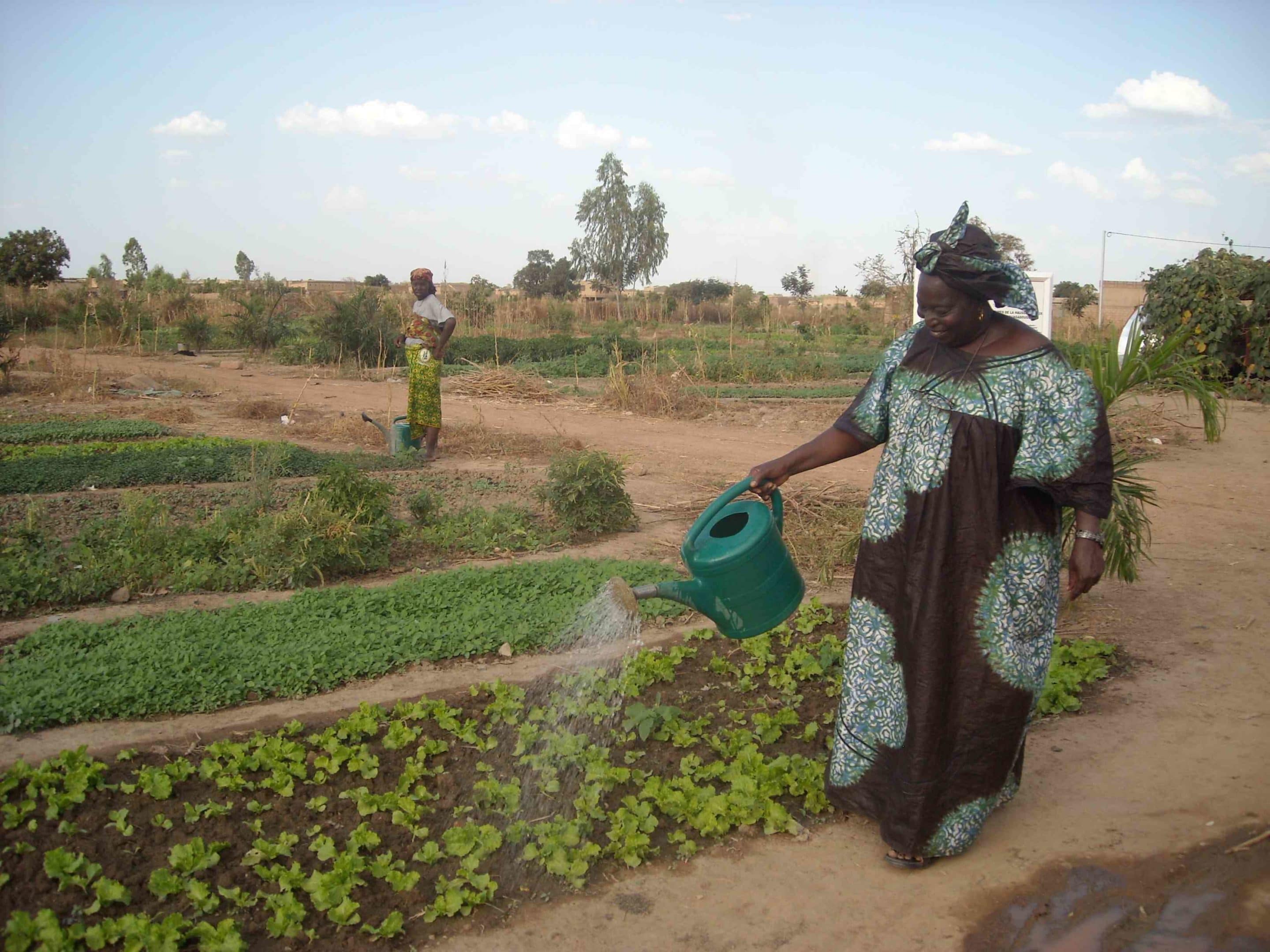 Gardening project for women in Burkina Faso